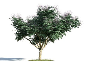 Melia Azedarach (chinaberry tree, Indian lilac)