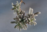 Bassia Eriophora