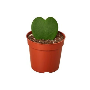Hoya kerrii (Heart Leaf, Valentine Hoya)