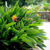 Strelitzia reginae (crane flower, bird of paradise)