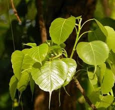 Ficus religiosa (sacred fig )