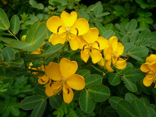 Cassia Italica