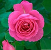 Rosa × damascene (Damask rose)