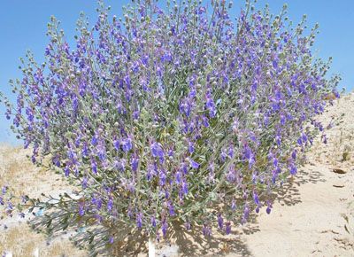 Teucrium Oliverianum