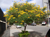Caesalpinia Pulcherrima