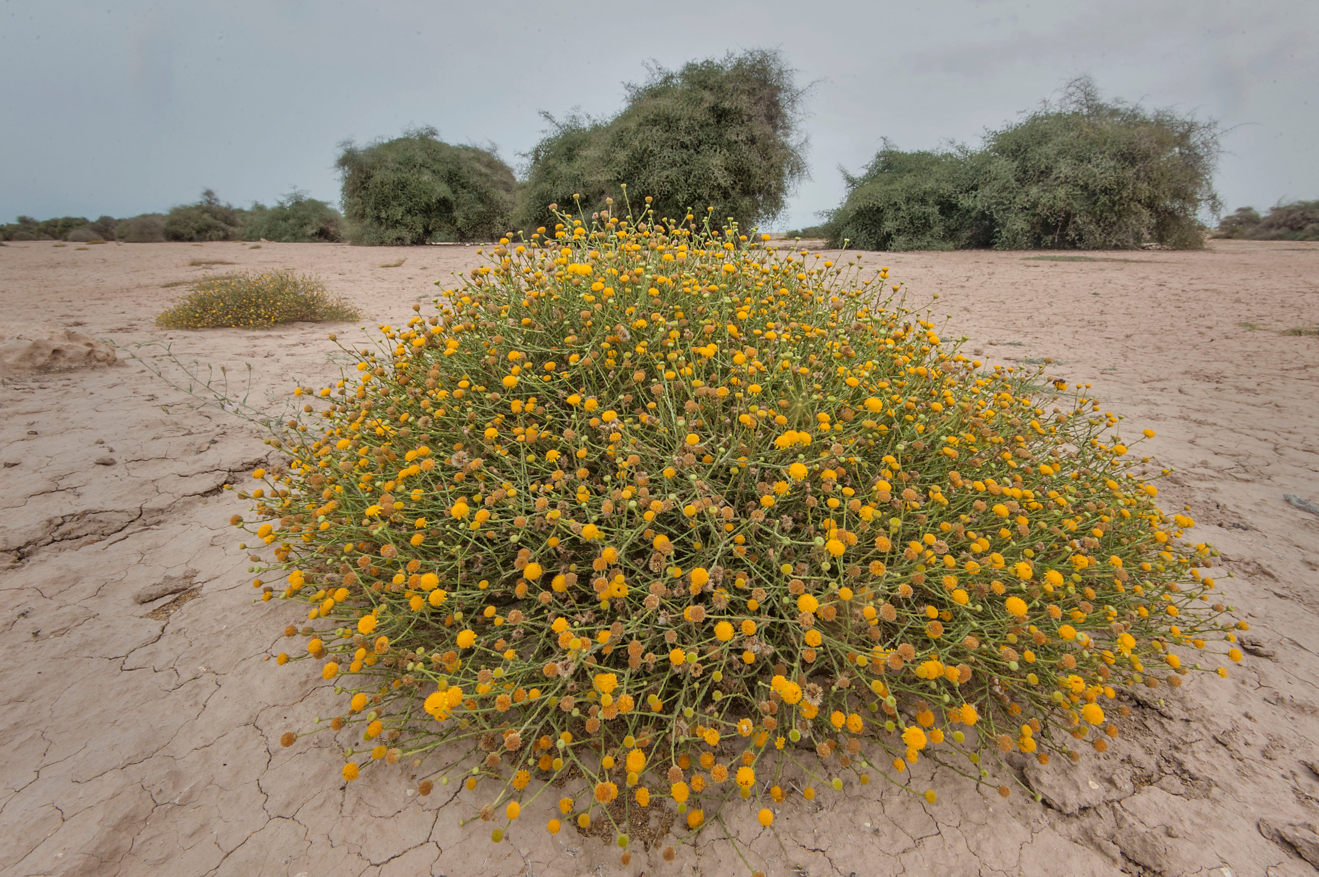 Pulicaria Crispa