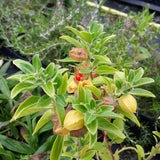 Withania Somnifera