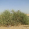 Leptadenia Pyrotechnica