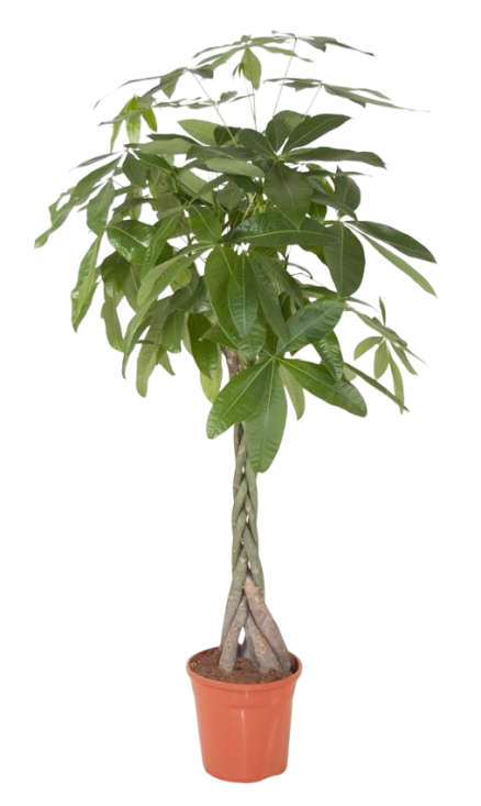 نبات باشيريا اكويتك 