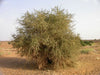 Maerua Crassifolia Forssk