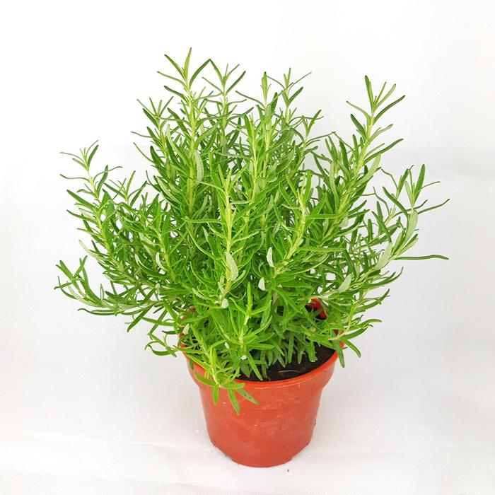 Rosmarinus officinalis (Rosemary)