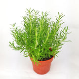 Rosmarinus officinalis (Rosemary)