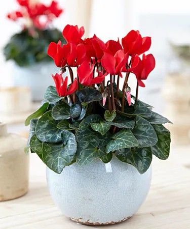 Cyclamen flower