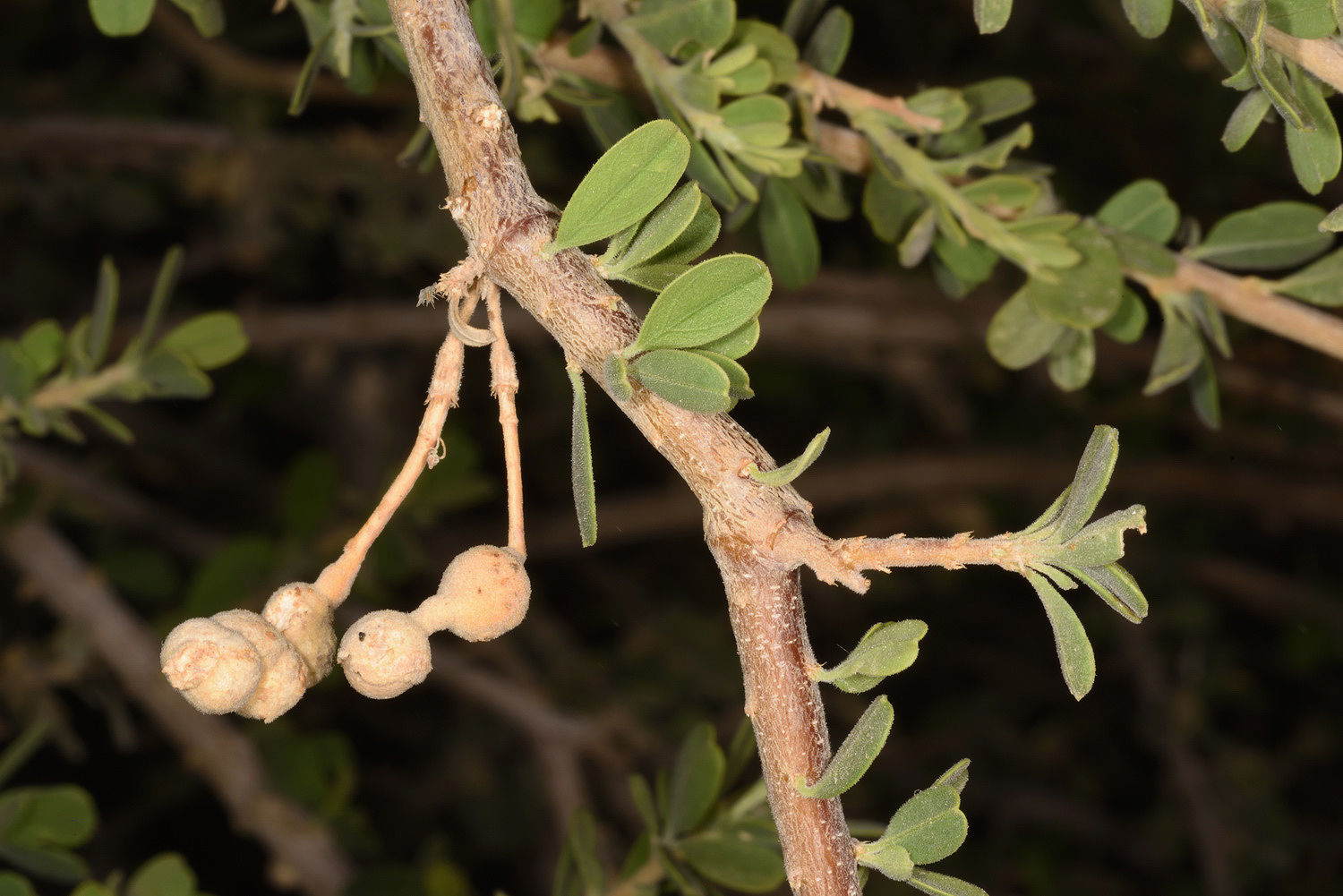 Maerua Crassifolia Forssk