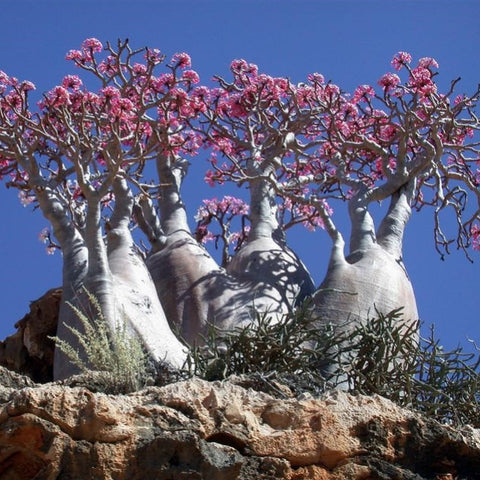 Adenium obesum (desert rose) Family Apocynaceae (أدينم)