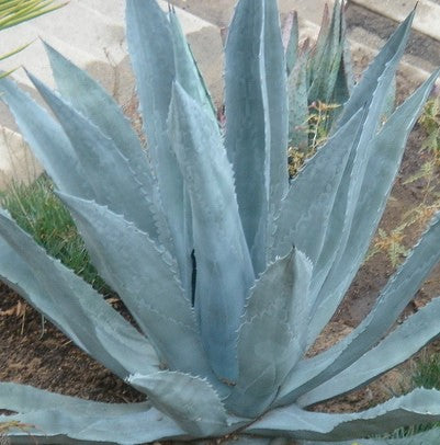 Agave americana (century plant, American aloe) Family Asparagaceae (أجاف أمريكي)