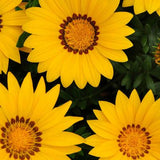 Gazania linearis  (treasure flower) - summer annuals