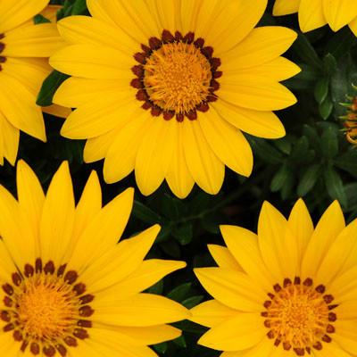 Gazania linearis  (treasure flower) - summer annuals