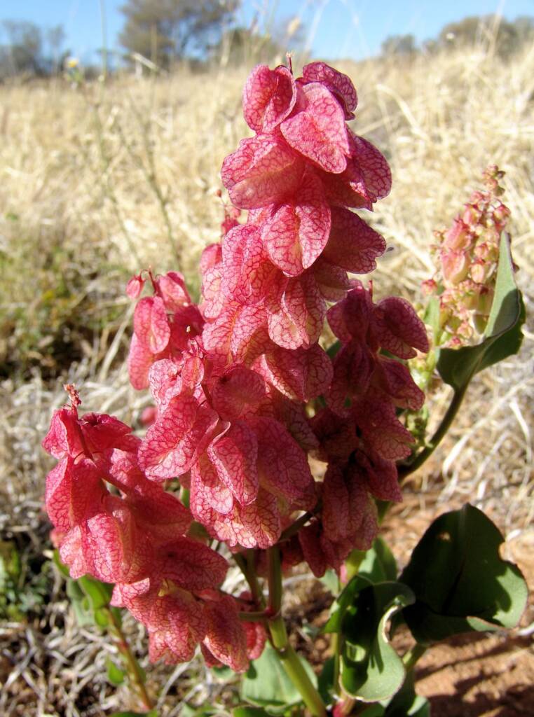 Rumex Vesicarius