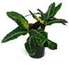 Calathea Warscewiczii