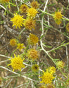 Rhanterium Epapposum Oliv