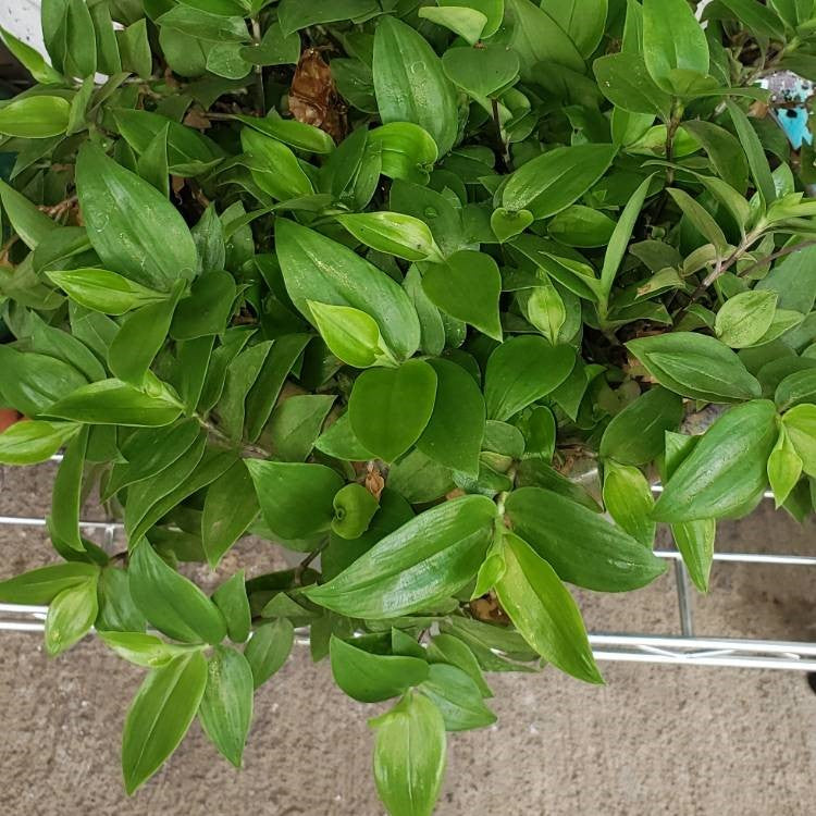 Tradescantia green  (inchplant)