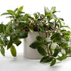 Tradescantia green  (inchplant)