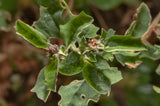 Atriplex leucoclada syn . of Atriplex turcomanica