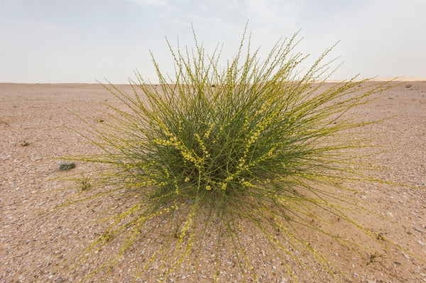 Ochradenus Aucheri