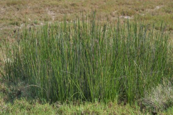 Juncus Rigidus