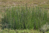 Juncus Rigidus