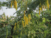 Prosopis cineraria (Ghaf )