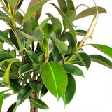 melany rubber tree Ficus elastica Melany