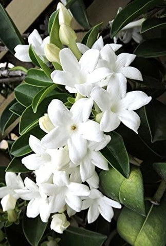 Stephanotis floribunda (Madagascar jasmine, waxflower, Hawaiian wedding flower)