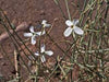 Farsetia Aegyptiaca