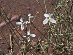 Farsetia Aegyptiaca