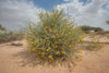 Rhanterium Epapposum Oliv