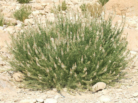 Reseda Muricata C. Presl