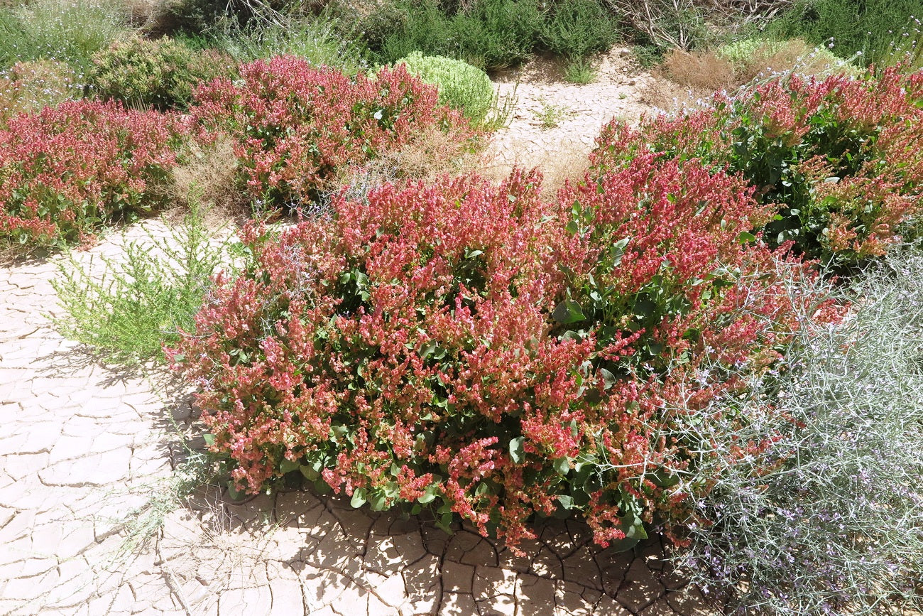 Rumex Vesicarius