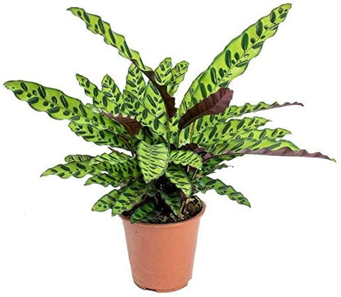 Calathea Lancifolia