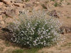 Farsetia Aegyptiaca