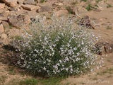 Farsetia Aegyptiaca
