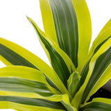 Dracaena fragrans- Lemon Lime