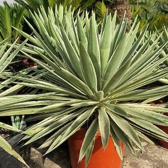 Agave angustifolia (Caribbean agave) Family Asparagaceae (أجاف الكاريبي)