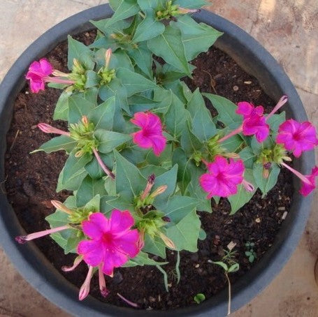 Mirabilis jalapa (four o'clock flower)