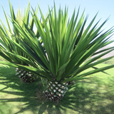 Agave sisalana (Sisal) Family Asparagaceae (صبار السيسال)