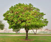 Albizia lebbeck (lebbek tree) Family Fabaceae (اللبخ)