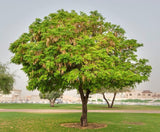 البيزيا لبيك (شجرة لبيك) العائلة الفصيلة البقولية (اللبخ)