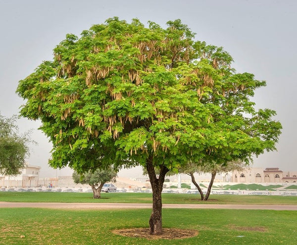 Albizia lebbeck (lebbek tree) Family Fabaceae (اللبخ) – Bastana Online ...