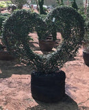 مجسم نباتي طبيعي على شكل قلب 